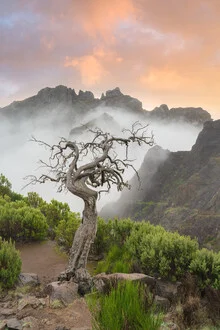 Un gardien silencieux - L'arbre mort dans le brouillard de Madère - Photographie d'art de Michael Valjak