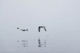 Deux mouettes dans le brouillard au-dessus de la mer Baltique, Allemagne – œuvre d'art de Nadja Jacke, affiche ou impression sur verre acrylique