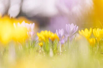 Prairie de crocus en fleurs, Allemagne – œuvre d'art de Nadja Jacke, affiche ou impression sur verre acrylique