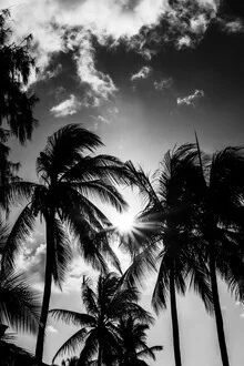 Palme in controluce, Tanzania – opera d'arte di Anke Dörschlen come poster o stampa su vetro acrilico