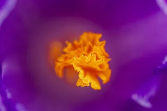 Gouden stigma – Macro van een krokus, Duitsland – wandkunst van Nadja Jacke als poster of acrylglasprint