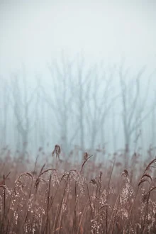 Wunderschöner Morgen mit frischem Tau und Schilf in der sanften Lichtstimmung