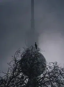 Fotokunst: Kormoran jagt im Morgennebel von Patrick Noack in Berlin
