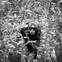 Chimpanzee Uganda - fotokunst von Dennis Wehrmann