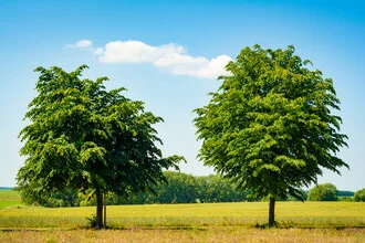 Two Trees - Fineart photography by Martin Wasilewski