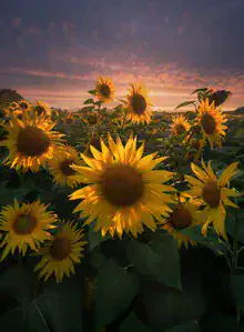 Photo art by Patrick Noack: sunflower field under an evening sky