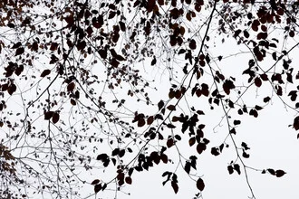 Autumn Silhouettes - fotokunst von Mareike Böhmer