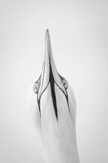 Northern Gannet 9 - Fineart photography by Dennis Wehrmann