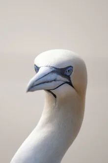 Northern Gannet 12 - Fineart photography by Dennis Wehrmann