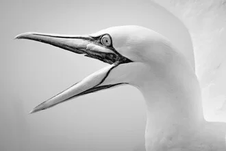 Basstölpel 14 - fotokunst von Dennis Wehrmann