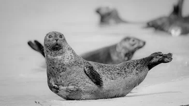 Grey Seal 3 - Fineart photography by Dennis Wehrmann