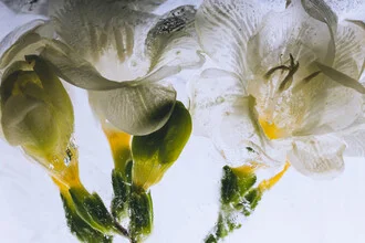 Weiße Freesien in kristallklarem Eis  2 - fotokunst von Marc Heiligenstein