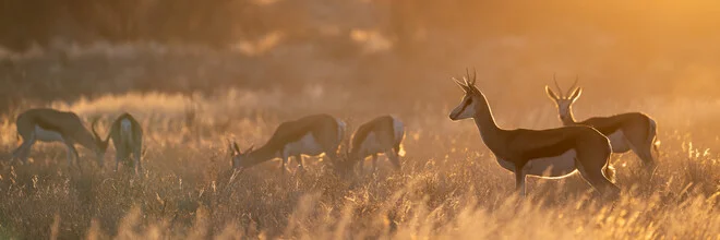 Kalahari Dreaming III - Fineart photography by Dennis Wehrmann