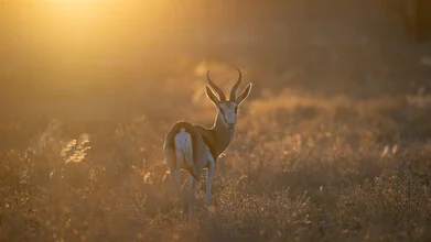 Kalahari Dreaming IV - Fineart photography by Dennis Wehrmann