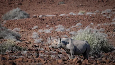 black rhino palmwag concession IV - Fineart photography by Dennis Wehrmann