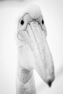 portrait pelican - Fineart photography by Dennis Wehrmann