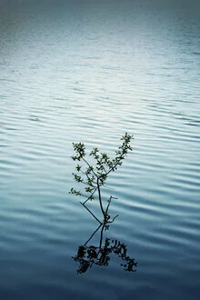 The upright one - Fineart photography by Manuela Deigert