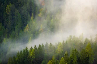 Foggy Forest in Tyrol - Fineart photography by Martin Wasilewski