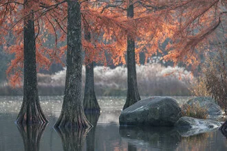 water cypresses in autumn - Fineart photography by Roswitha Schleicher-Schwarz