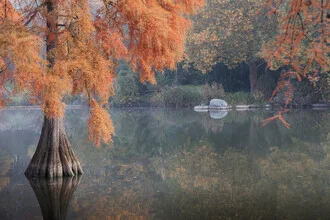 water cypress in red dress - Fineart photography by Roswitha Schleicher-Schwarz