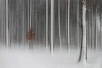 barcode forest - Fineart photography by Roswitha Schleicher-Schwarz