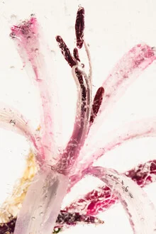 Nerine in Eis 1 - fotokunst von Marc Heiligenstein