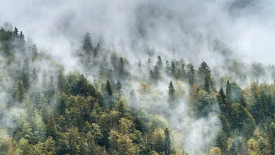Photo art by Tillmann Konrad: forest landscape with mist and autumn colors
