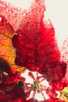 Roter Weihnachtsstern in Eis 2 - fotokunst von Marc Heiligenstein