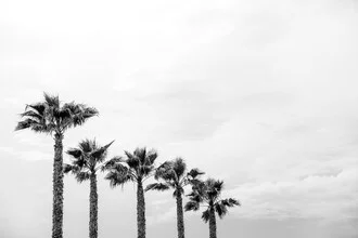 Palm trees in a row - Fineart photography by Photolovers .