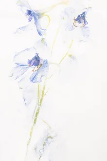 Delphinium in ice 1 - Fineart photography by Marc Heiligenstein