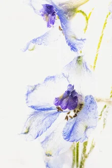 Delphinium in ice 2 - Fineart photography by Marc Heiligenstein