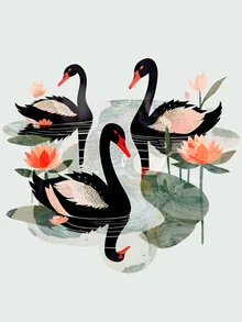 Black Swans - Fineart photography by Uma Gokhale