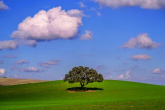 Rolling Hills in Andalusia Spain - Fineart photography by Achim Thomae