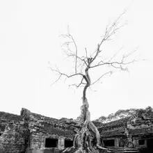 Fotokunst von Christian Janik: Tempel in Kambodscha, umgeben von grünem Baum.