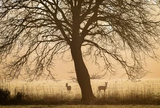 Rehe im Sonnenaufgang, Deutschland – Fotokunst von Nils Steiner als Poster oder Acrylglasbild