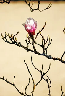 Frühlingserwachen, Deutschland – Fotokunst von Manuela Deigert als Poster oder Acrylglasbild
