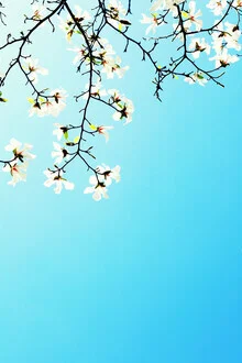 Weiße Magnolien, Deutschland – Fotokunst von Manuela Deigert als Poster oder Acrylglasbild