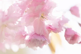 Cherry Blossom in Backlight, Germany – wall art by Nadja Jacke as Poster or Acrylic Glass Print