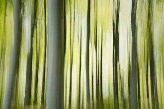 Wald in Bewegung, Dänemark – Fotokunst von Nadja Jacke als Poster oder Acrylglasbild