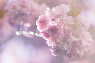 Kirschblüten im Gegenlicht, Deutschland – Fotokunst von Nadja Jacke als Poster oder Acrylglasbild
