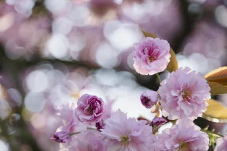 Cherry Blossoms, Germany – wall art by Nadja Jacke as Poster or Acrylic Glass Print