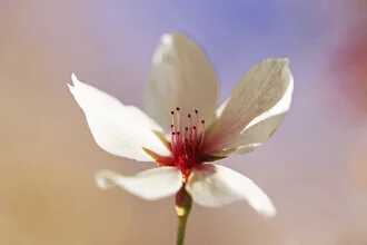 In voller Blüte, Deutschland – Fotokunst von Manuela Deigert als Poster oder Acrylglasbild