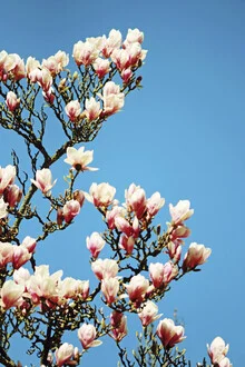 Der Duft des Frühlings, Deutschland – Fotokunst von Manuela Deigert als Poster oder Acrylglasbild