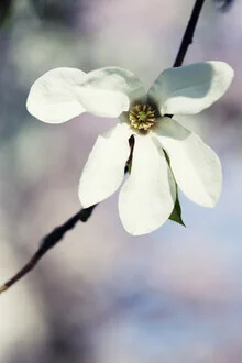 Sternmagnolie, Deutschland – Fotokunst von Manuela Deigert als Poster oder Acrylglasbild