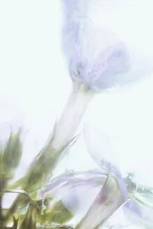 Phlox unter Eis, Deutschland – Fotokunst von Marc Heiligenstein als Poster oder Acrylglasbild