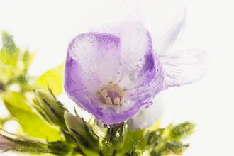 Blüte und Knospen der Flammenblume in Eis, Deutschland – Fotokunst von Marc Heiligenstein als Poster oder Acrylglasbild