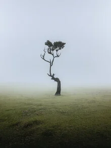 Fanal, Madeira, Portugal – Fotokunst von Reiner Hofer als Poster oder Acrylglasbild
