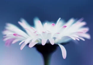 Gänseblume, Deutschland – Fotokunst von Manuela Deigert als Poster oder Acrylglasbild