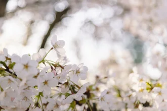 Cherry Blossoms in the Morning Backlight, Germany – wall art by Nadja Jacke as Poster or Acrylic Glass Print