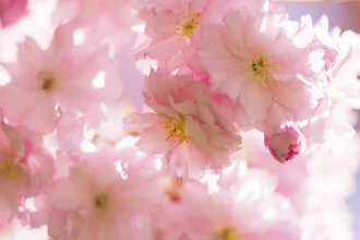 Kirschblüten Nahaufnahme im Gegenlicht, Deutschland – Fotokunst von Nadja Jacke als Poster oder Acrylglasbild